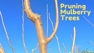 Pruning Mulberry Trees for Height Control and Max Fruit Production [upl. by Kaasi302]