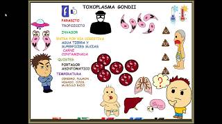 Toxoplasmosis toxoplasma gondii [upl. by Eniad818]