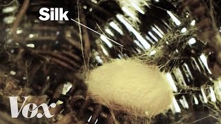 How silkworms make silk [upl. by Templeton]