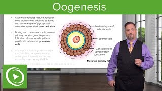 Oogenesis and Follicles – Embryology  Lecturio [upl. by Nyla]