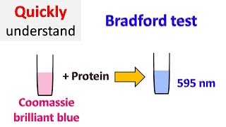 Bradford protein assay  Bradford test [upl. by Riggins]