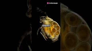 How to culture Daphnia for your Aquarium [upl. by Yehc163]