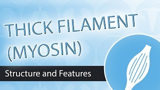 Thick Filaments and Myosin Structure [upl. by Westleigh]