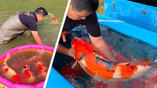 JUMBO KOI Shintaro Jumbo Koi Pond Harvest 2020 [upl. by Tamah]