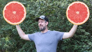 How to Grow Grapefruit Seeds Without Killing Them [upl. by Terri]