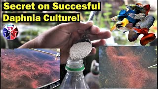 How to Culture Daphnia Successfully [upl. by Essy]