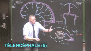 Anatomie de la vascularisation cérébrale Télencéphale 5  Neuroanatomie 12 [upl. by Gainer516]