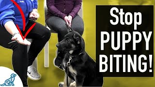 4 SIMPLE Exercises That You Can Do To STOP Puppy Biting [upl. by Armalla]