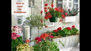 GERANIUM CARE BASICS amp 4 GERANIUM TYPES  Shirley Bovshow [upl. by Curr24]