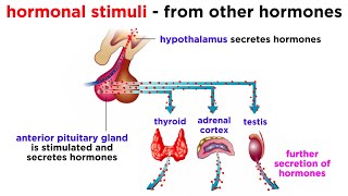 The Endocrine System [upl. by Ximena]