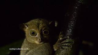 Horsfields tarsier [upl. by Ahsela646]