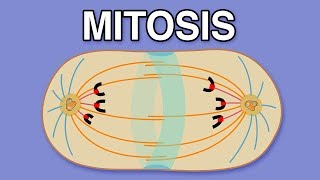 MITOSIS CYTOKINESIS AND THE CELL CYCLE [upl. by Cannon]