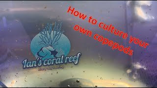 How to culture copepods [upl. by Ailerua]