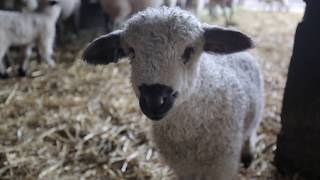 First Swiss Valais Blacknose Sheep in the USA [upl. by Aicenet]