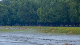 नीलगिरि पर्वत श्रृंखला के जैवमंडल।—Nilgiri Biosphere Ecosystem amp Wildlife—HindiDocumentary EP2 [upl. by Wynne]