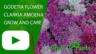 Godetia flower  grow and care Clarkia amoena [upl. by Eugenius481]