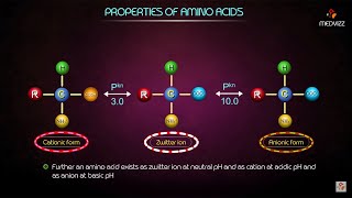 Properties of Amino acids  Medical biochemistry animations [upl. by Asserac70]