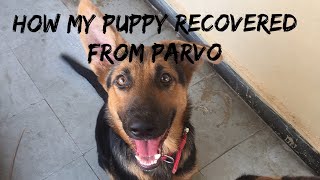 How my dog survived of PARVOPARVO treatment to my dog [upl. by Lindner291]