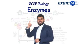 Enzymes  KS3 amp GCSE Biology [upl. by Ylak815]