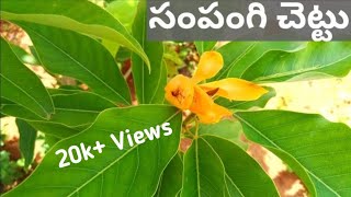 ఒరిజినల్ సంపంగి చెట్టు ని ఎప్పుడైనా చూసారా  Sampangi Tree and Flowers [upl. by Orose]