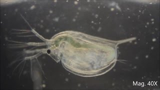 Daphnia magna under the Microscope [upl. by Ettevi799]