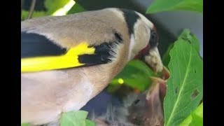 Nesting Goldfinches in our Garden [upl. by Ettesyl]