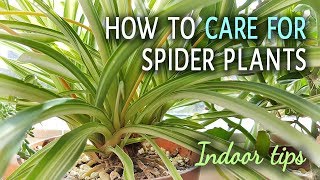 How To Care For Spider Plants Indoors [upl. by Mcnalley362]