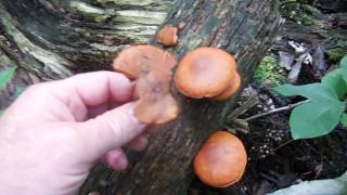 Gymnopilus sp [upl. by Annodas766]