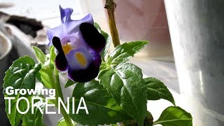 Growing Torenia Plants from Seed to Flower [upl. by Nimoynib]