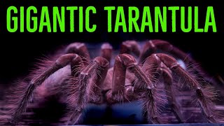 Goliath Birdeater Theraphosa blondistirmiapophysis Care amp Husbandry [upl. by Maccarone12]