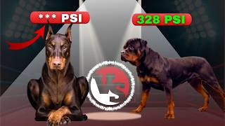 Doberman vs Rottweiler  Qual levaria a melhor em um Confronto [upl. by Bandeen]