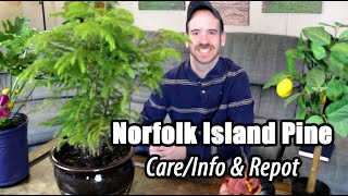 Repotting My Norfolk Island Pine PLUS CareInfo Araucaria heterophylla [upl. by Urian]