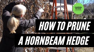 How to Prune a Hornbeam Hedge [upl. by Mosera]