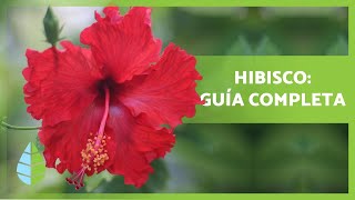 Cuidados del hibisco o hibiscus 🌺 Propiedades y beneficios [upl. by Winebaum859]