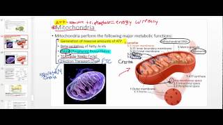 Mitochondria Structure amp Functions [upl. by Anawyt]