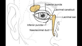 Orbital anatomy tutorial [upl. by Inaliel699]