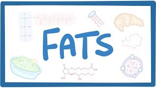 Fats  biochemistry [upl. by Moscow283]