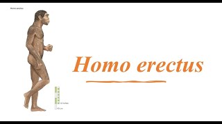 Homo erectus [upl. by Nita383]