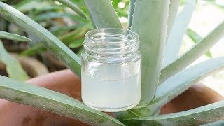 How to make Aloe Vera Gel at home from scratch [upl. by Lacsap237]