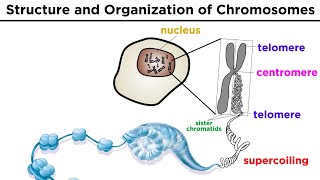 Chromosome Structure and Organization [upl. by Ailgna]