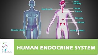 HUMAN ENDOCRINE SYSTEMPART 01 [upl. by Birkner]