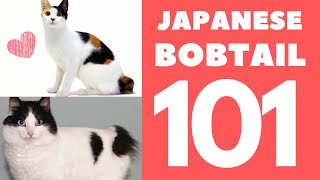 Japanese Bobtail Cat 101  Breed amp Personality [upl. by Ynney]