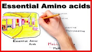 Essential Amino Acids  Easiest way to remember mnemonic series 7 [upl. by Andri]