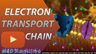 Electron Transport Chain ETC Made Easy [upl. by Durrej]