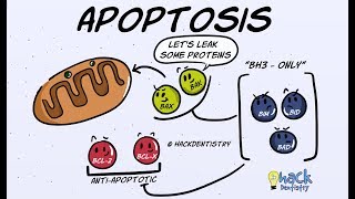 Apoptosis  Introduction Morphologic Changes and Mechanism [upl. by Chase628]