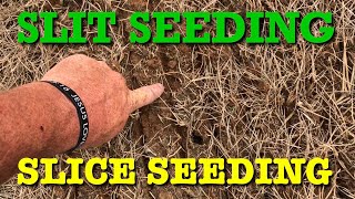 SLIT SEEDING and SLICE SEEDING A YARD [upl. by Connelly798]