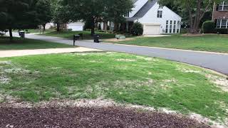 Zoysia Grass Seed Video 3 [upl. by Penhall542]