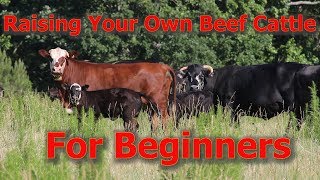 Raising Your Own Beef Cattle For Beginners [upl. by Powder89]