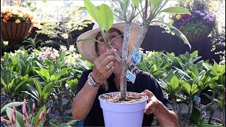 How to Grow and Care for Plumerias Frangipani with Suzanne Hetrick [upl. by Pedrotti192]