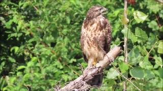 Buizerd roep [upl. by Gorey]